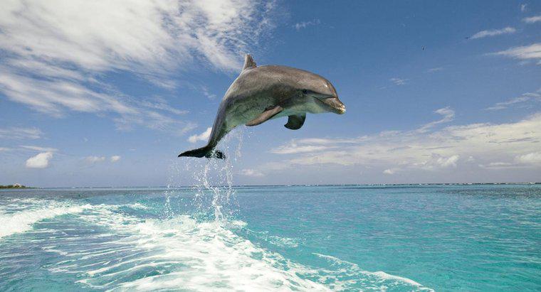 Quais são as diferenças entre golfinhos e botos?