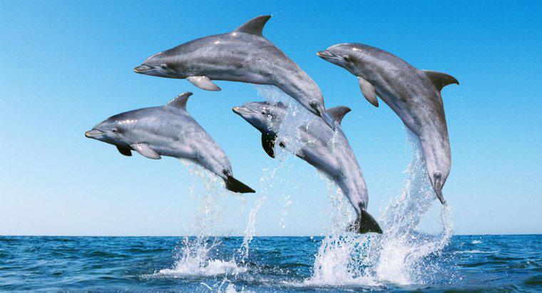 O que você chama de um grupo de golfinhos?