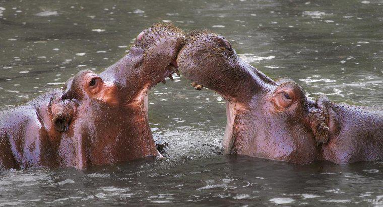 Como os hipopótamos se protegem?