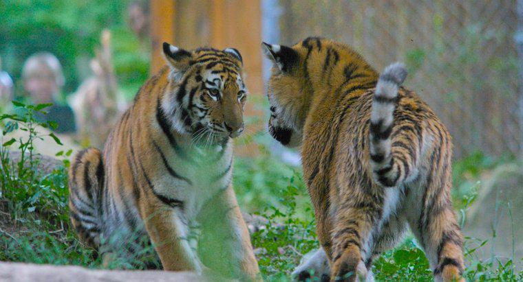 Como são os tigres siberianos?