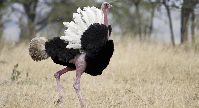 Por que os avestruzes não podem voar?