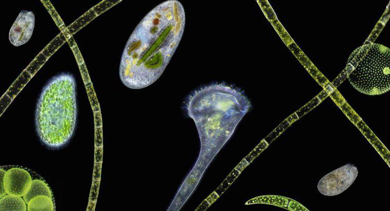 O que são exemplos de organismos unicelulares?