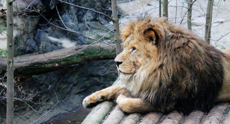 Por que os Leões estão em perigo?