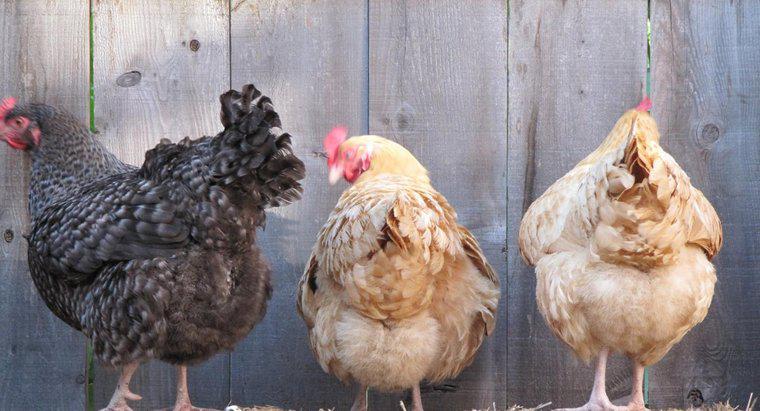 As galinhas podem botar ovos sem um galo?