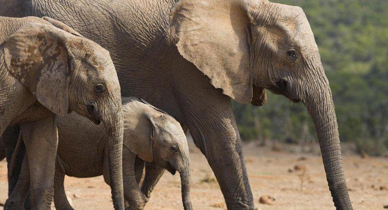 Há quanto tempo um elefante está grávido?