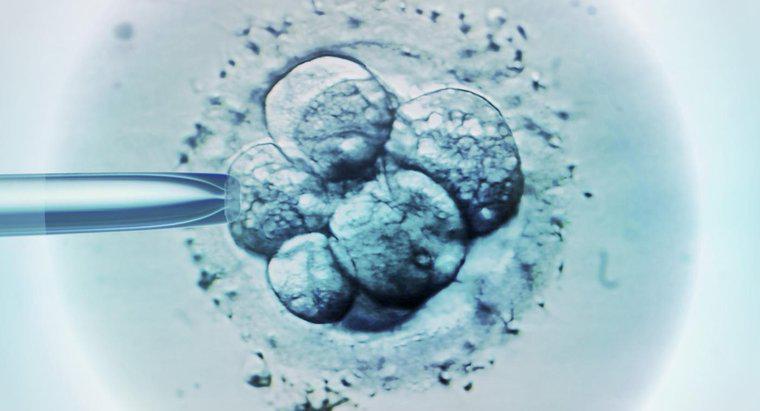 Quando posso fazer um teste de gravidez após a fertilização in vitro?