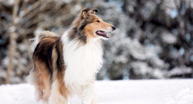 Que tipo de cachorro era Lassie?
