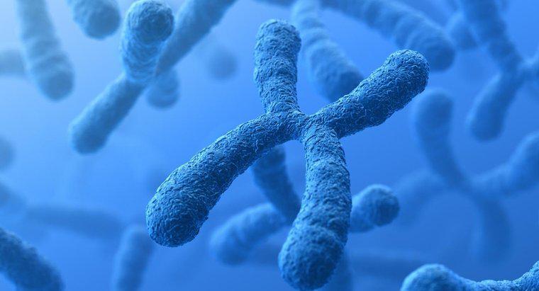 Qual é a diferença entre cromossomos e genes?