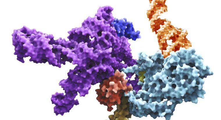 O que é RNA Primase?
