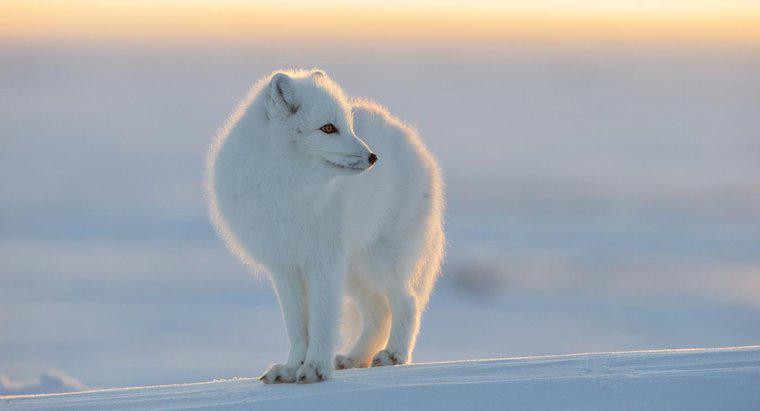 Que animais vivem no Pólo Norte?