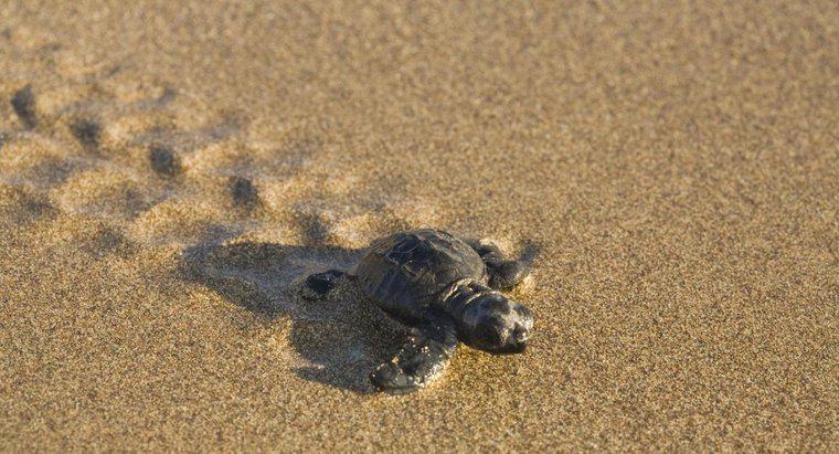 Quão rápido uma tartaruga se move?