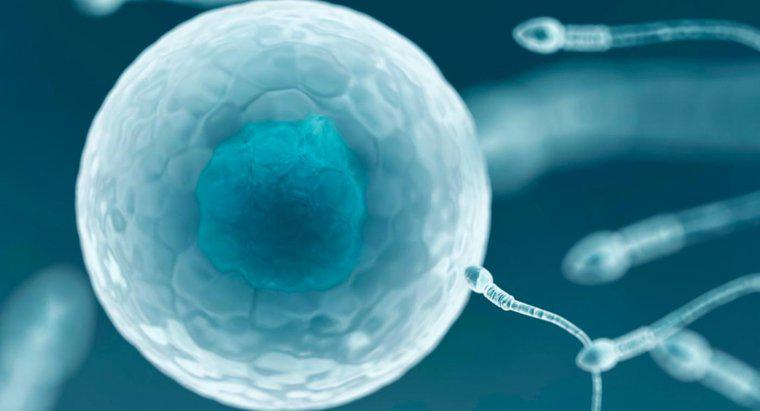 Por que apenas um espermatozóide pode fertilizar um óvulo?