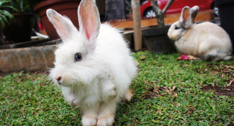 Com que frequência os coelhos acasalam?