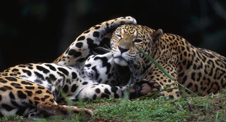 Como é chamada uma fêmea de jaguar?