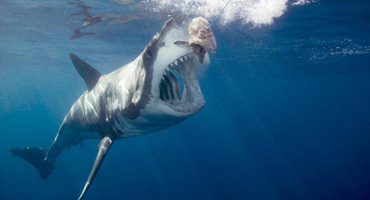 O que o grande tubarão branco come?