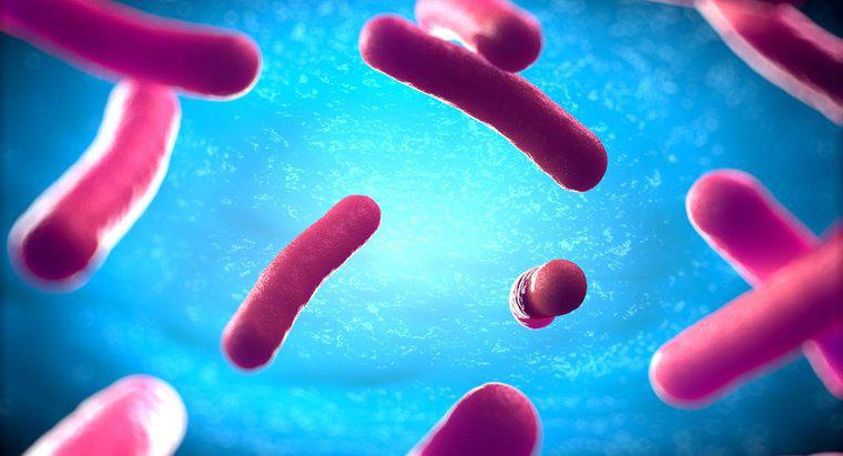 Como as bactérias são diferentes das células animais e vegetais?