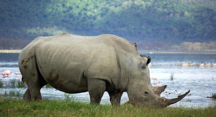 Quantos rinocerontes brancos restam no mundo?