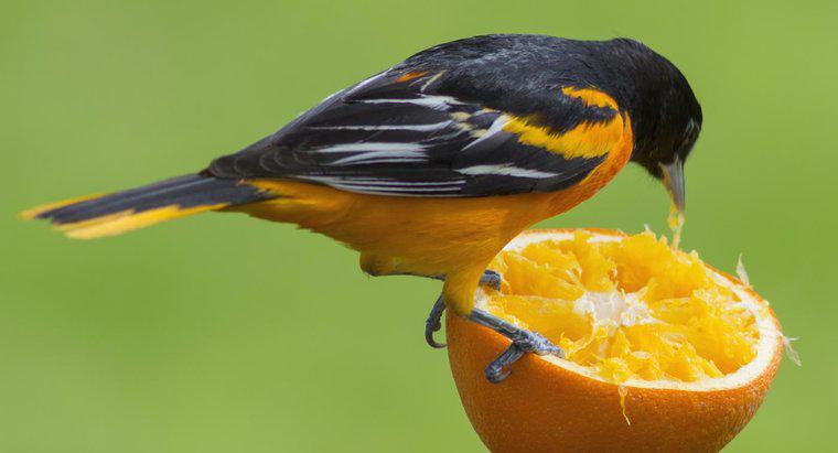 Que animais comem laranjas?