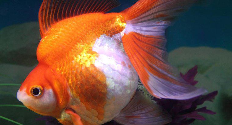 Quais são os sinais de um peixinho dourado grávida?
