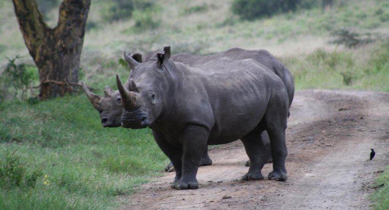 O chifre de um rinoceronte é feito de marfim?