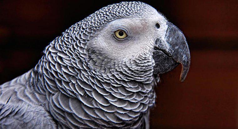 Quanto tempo vive um papagaio cinza africano?