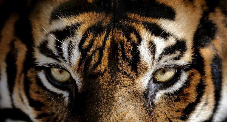 Qual é a cor dos olhos dos tigres?