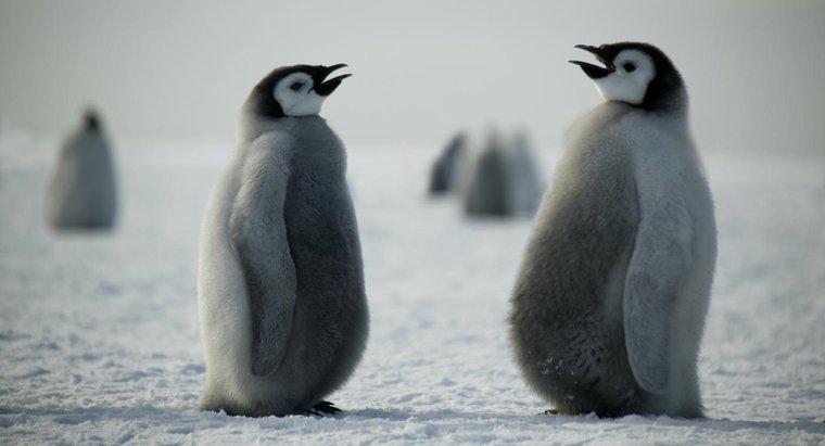 Como os pinguins se comunicam?
