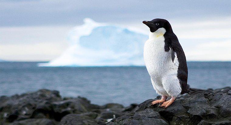O que impede o uso dos recursos da Antártica?
