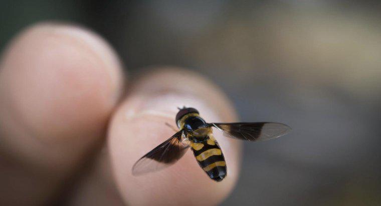 Quais são os sinais e sintomas da alergia à picada de abelha?