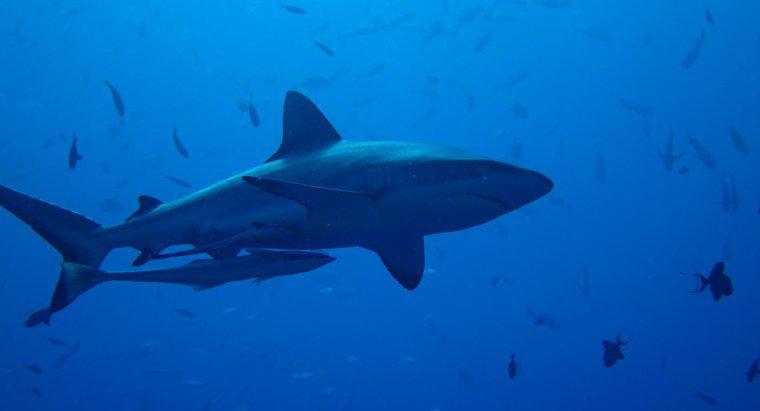 Por que os tubarões são importantes?