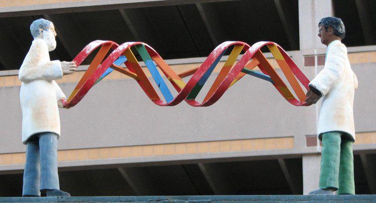 Como o DNA determina as características de um organismo?