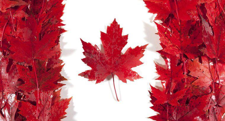 Por que o Maple Leaf é importante para o Canadá?