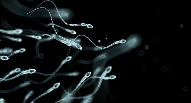 Com que freqüência os homens produzem esperma?