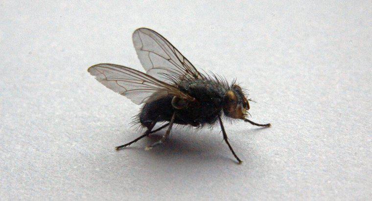 Como você se livra de grandes moscas em sua casa?