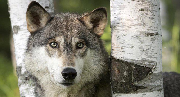 O que está sendo feito para salvar o lobo cinzento?