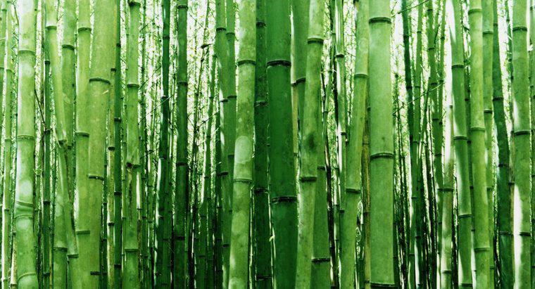 Como você tira estacas de bambu?