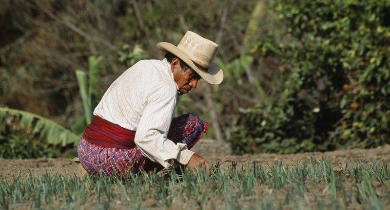 Como o povo maia cultivou?