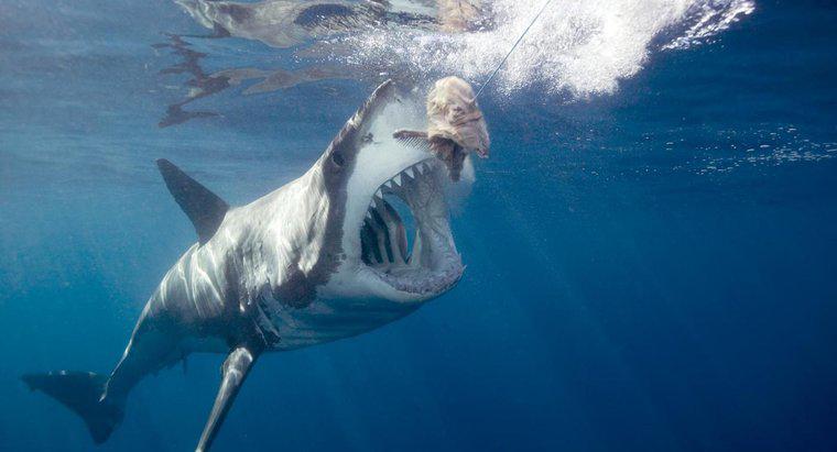 Como um grande tubarão branco se protege?