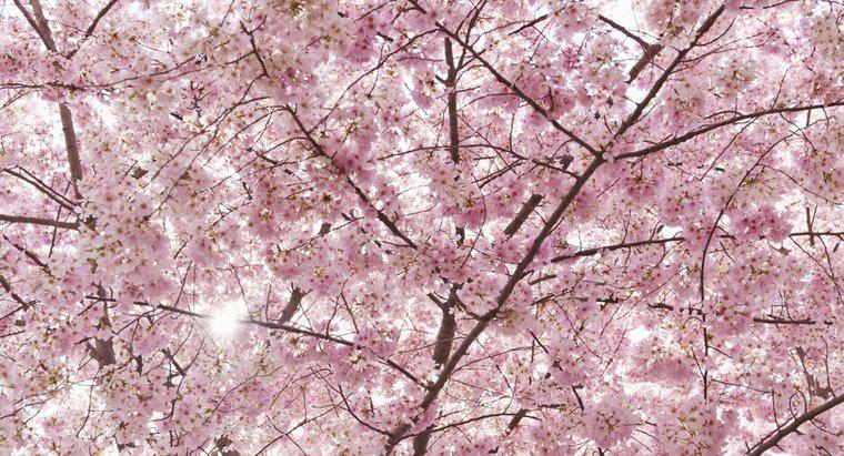 Qual é o significado de Cherry Blossom?