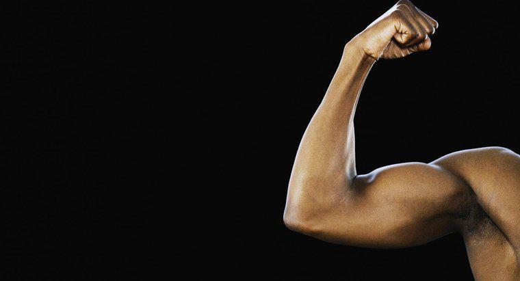 Qual é o tamanho do bíceps do homem médio?