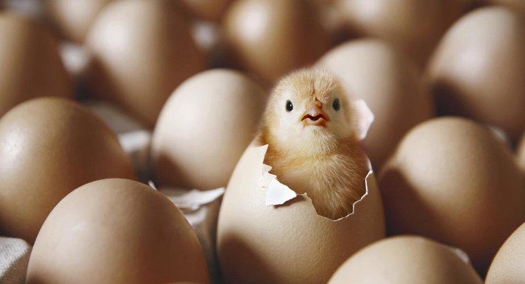Qual veio primeiro, a galinha ou o ovo?