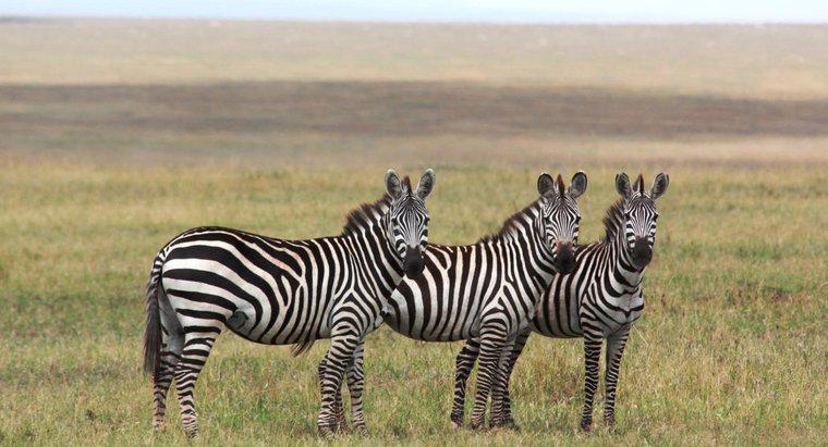 As zebras migram?