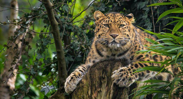 Quais são alguns fatos sobre o leopardo de Amur?