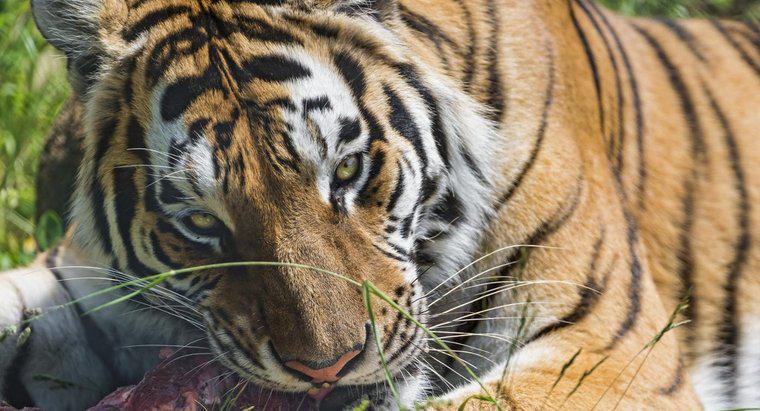 O que os tigres siberianos comem?