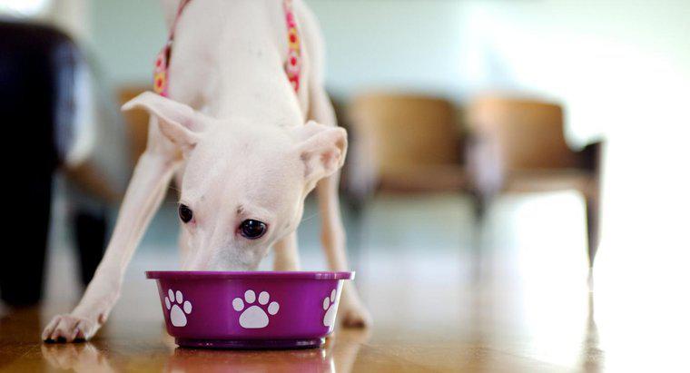 Quais são os hábitos alimentares de um cão?