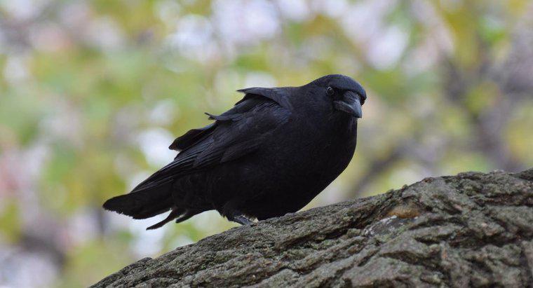 O que um corvo negro simboliza?