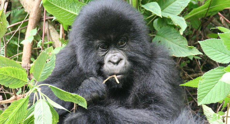 Como os gorilas se adaptam ao seu ambiente?