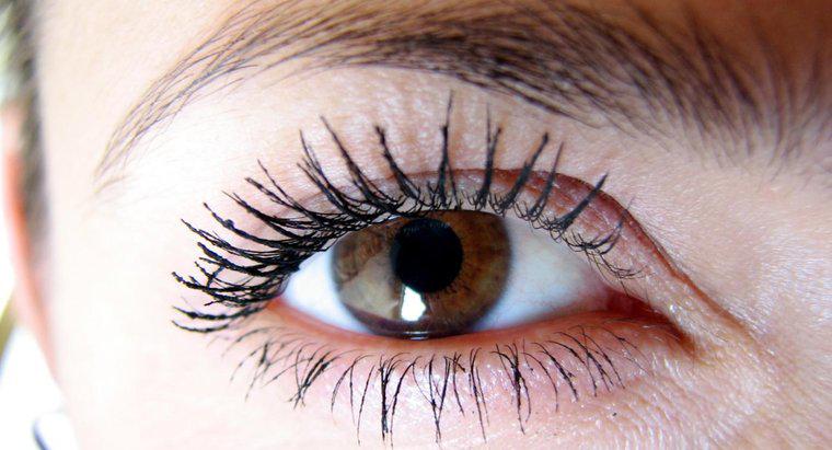 Quantos cílios existem no olho humano médio?
