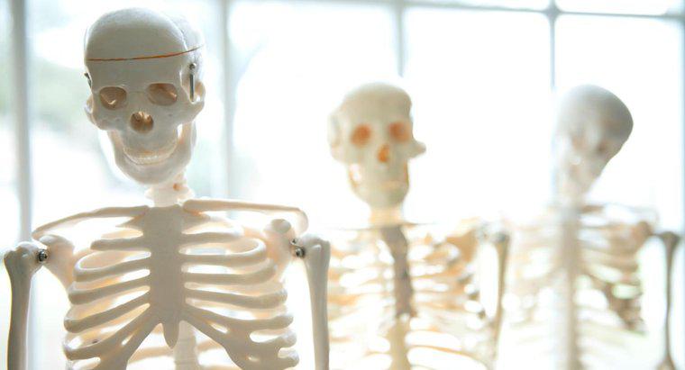 Quais são as funções do esqueleto humano?