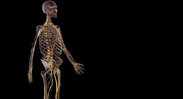 Como funciona o sistema nervoso com outros sistemas do corpo?